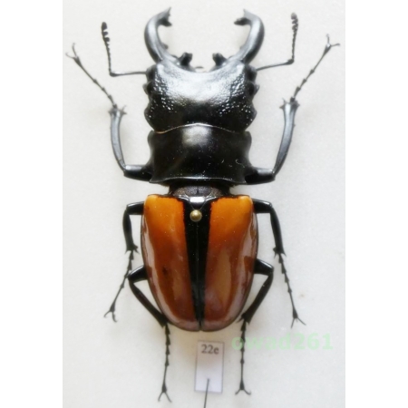Odontolabis ludekingi (Vollenhoven, 1861) 60mm Indonesia, Sumatra Is22e